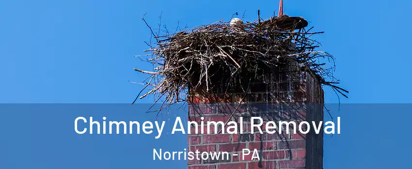 Chimney Animal Removal Norristown - PA