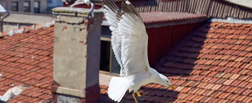 Residential Chimney Animal Removal Solution in Norristown, PA