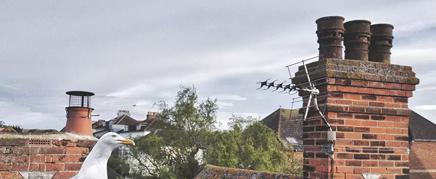 Chimney Cleaning And Restoration in Norristown, Pennsylvania
